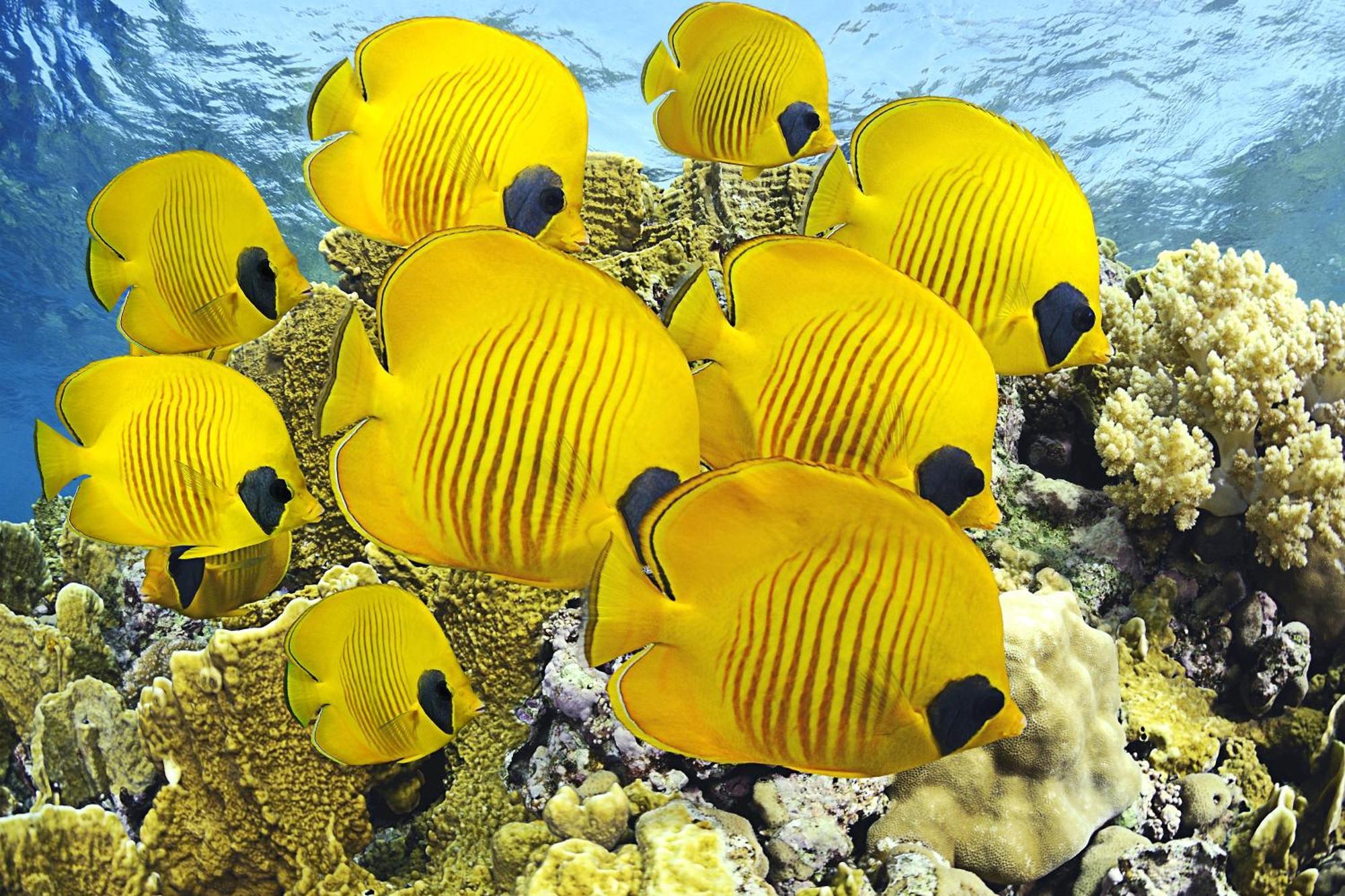Готель Roxon Red Sea Eilat - Adults Only Екстер'єр фото